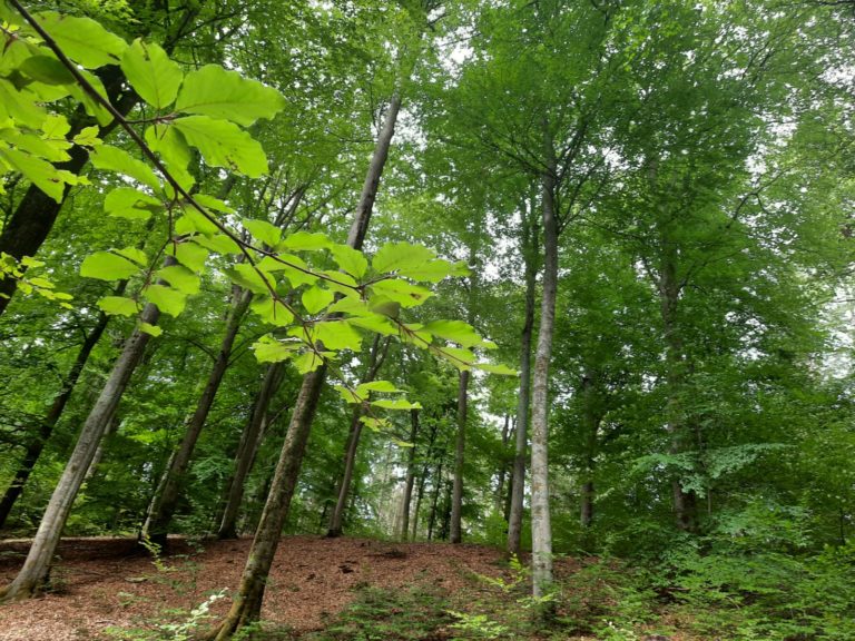 Die Zukunft des Waldes in unserem Grünen Kreis