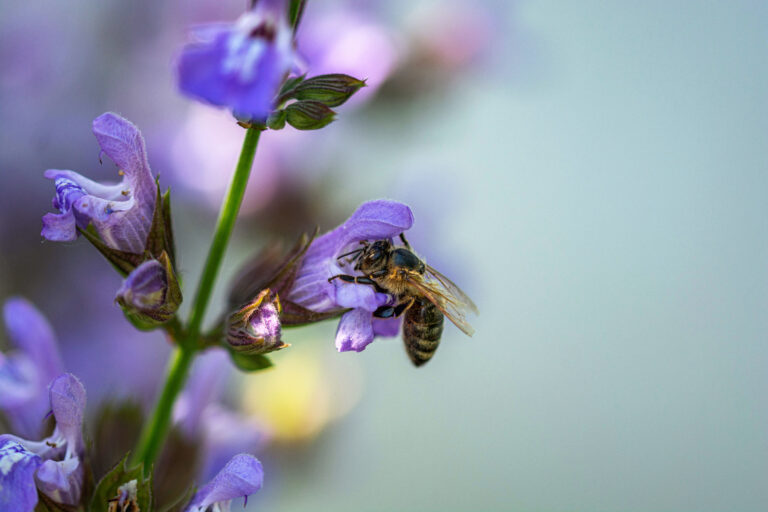 Pressemitteilung – Aktion „An Bienen denken – Blumen schenken“