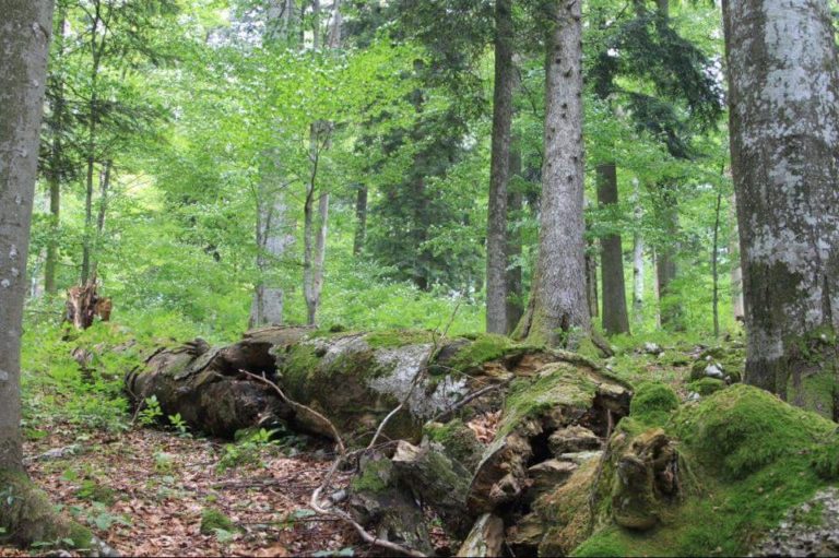 Kreis-Grüne wollen großes Wildnisgebiet im Naturpark-Saar-Hunsrück